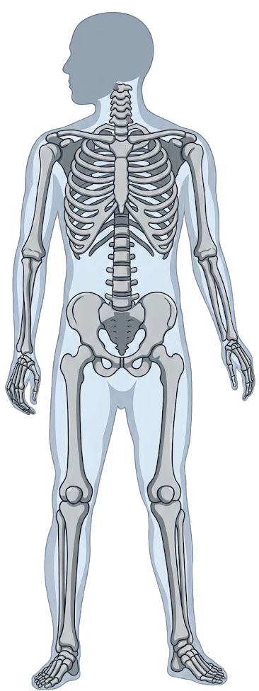 Front view of the body — click where it hurts